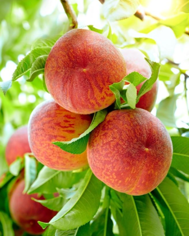 معاوضه زمین کشاورزی قزوین با باغ شهریار و مازندران و گیلان