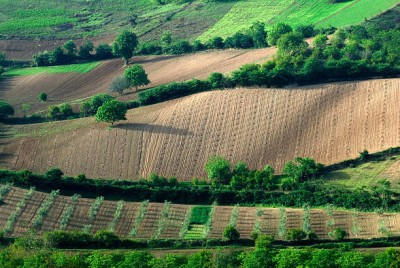 تبدیل سند مشاع زمین کشاورزی به شش دانگ