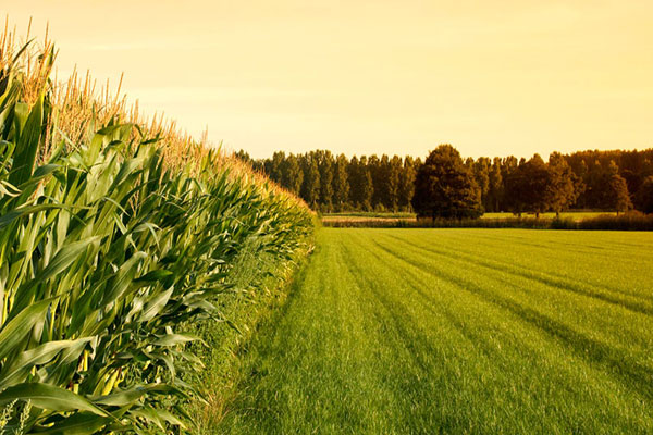 تبدیل سند مشاع کشاورزی به شش دانگ